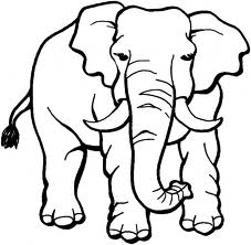 Elephant 5